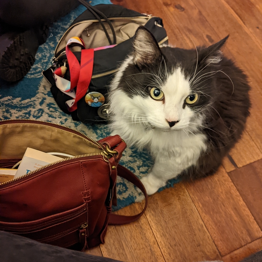 The cutest kitty in New York!
